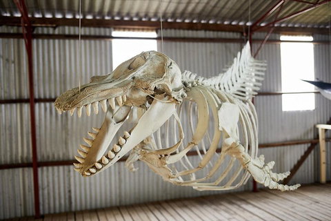 Albany's Whale Story - Accommodation Brunswick Heads 3