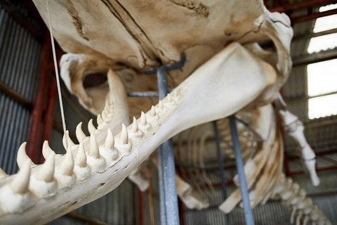 Albany's Whale Story - Accommodation Brunswick Heads 5