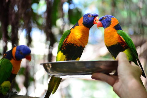 Wildlife Habitat Port Douglas - Accommodation Brunswick Heads 0