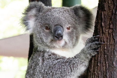 Wildlife Habitat Port Douglas - Accommodation Brunswick Heads 1