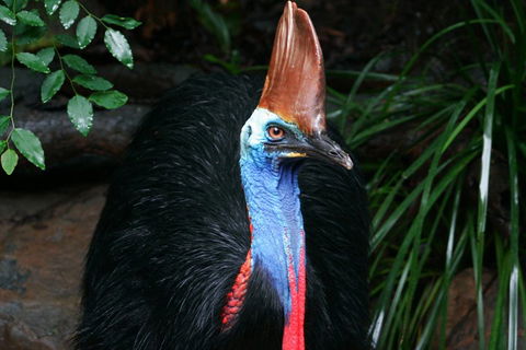 Wildlife Habitat Port Douglas - Accommodation Brunswick Heads 3