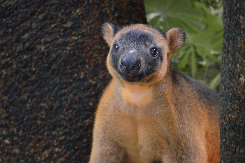 Wildlife Habitat Port Douglas - Accommodation Brunswick Heads 5
