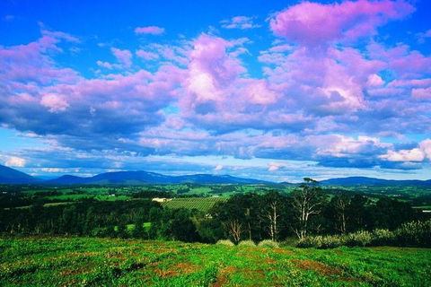 Yarra Valley Wine And Cider Tours By Classic Convertibles From Melbourne - Accommodation Brunswick Heads 3