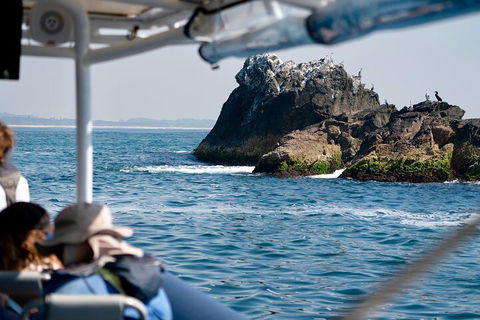 Julian Rocks Byron Bay Cruise - Accommodation Brunswick Heads 2