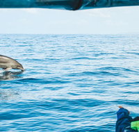 Cruise with Dolphins in Byron Bay - Accommodation Brunswick Heads