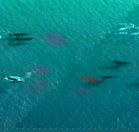 40-45 Minute Port Stephens and Stockton Beach Helicopter Flight - For 2 - Accommodation Brunswick Heads