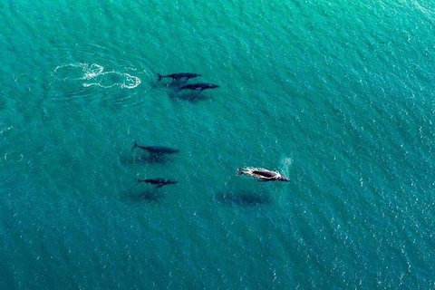 40-45 Minute Port Stephens And Stockton Beach Helicopter Flight - For 2 - Accommodation Brunswick Heads 0