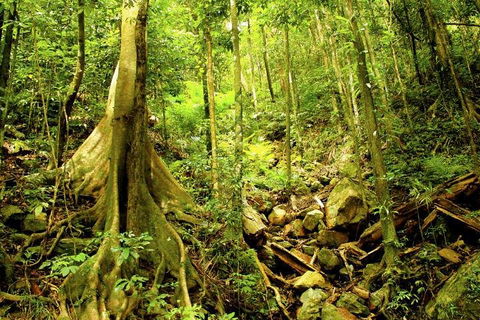 Barron Gorge And Kuranda National Park Half Day Rainforest And Waterfall 4WD Tour From Cairns - Accommodation Brunswick Heads 4