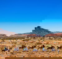 Alice Springs Camel Tour - Accommodation Brunswick Heads