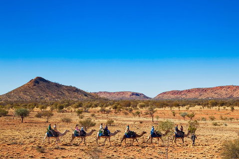 Alice Springs Camel Tour - Accommodation Brunswick Heads 0