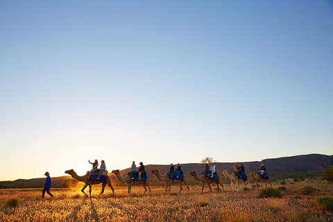 Alice Springs Camel Tour - Accommodation Brunswick Heads 1