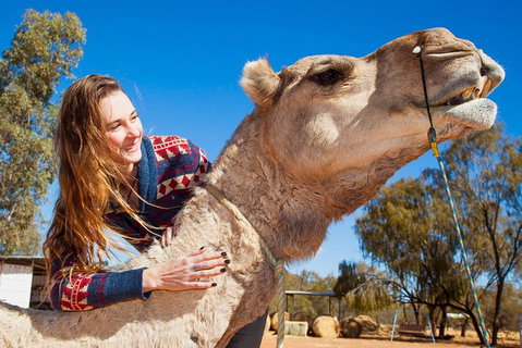 Alice Springs Camel Tour - Accommodation Brunswick Heads 2