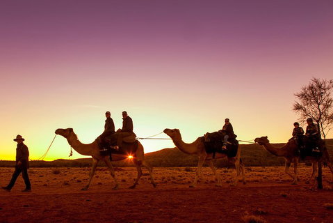 Alice Springs Camel Tour - Accommodation Brunswick Heads 4