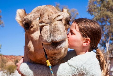 Alice Springs Camel Tour - Accommodation Brunswick Heads 5
