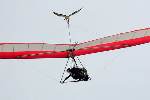 Hang Gliding With HangglideOz - Accommodation Brunswick Heads 0