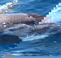 Jervis Bay Dolphin Watch Cruise - Accommodation Brunswick Heads