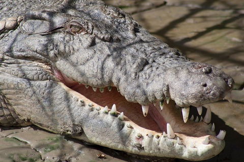 Whitsunday Crocodile Safari Including Lunch - Accommodation Brunswick Heads 1