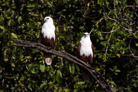 Whitsunday Crocodile Safari Including Lunch - Accommodation Brunswick Heads 2