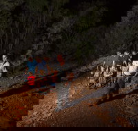 Alice Springs Desert Park Nocturnal Tour - Accommodation Brunswick Heads