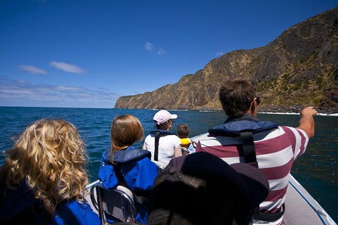 Seal Island Boat Tour From Victor Harbor - Accommodation Brunswick Heads 0