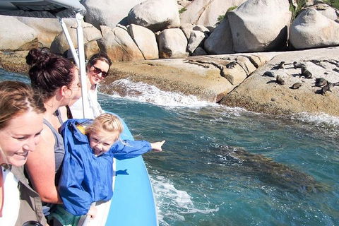 Seal Island Boat Tour From Victor Harbor - Accommodation Brunswick Heads 4