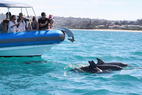 Seal Island Boat Tour From Victor Harbor - Accommodation Brunswick Heads 5