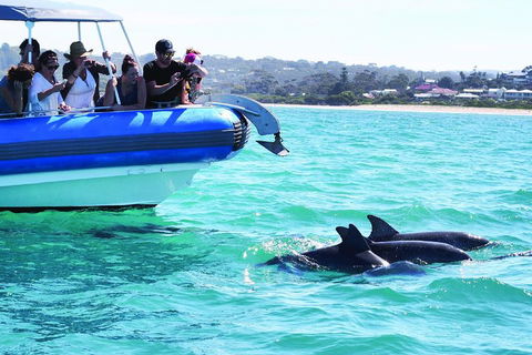 Southern Ocean Adventure From Victor Harbor - Accommodation Brunswick Heads 2