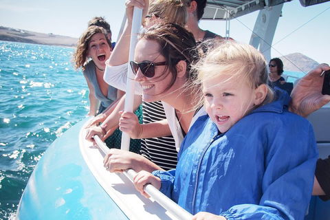 Southern Ocean Adventure From Victor Harbor - Accommodation Brunswick Heads 4