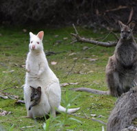 Full-Day Guided Bruny Island Tour from Hobart - Accommodation Brunswick Heads