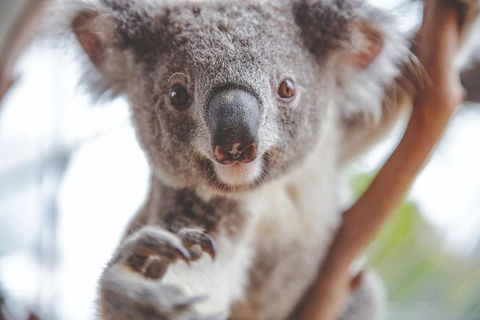 Hop-On Hop-Off Bus And PLUS 4 Merlin Attractions - Accommodation Brunswick Heads 2