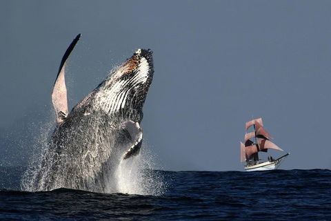 Sydney Harbour Tall Ship Whale & Sail - Whale Watching Cruise - Accommodation Brunswick Heads 0