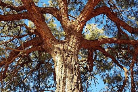 Mount Conner 4WD Small Group Tour From Ayers Rock Including Dinner - Accommodation Brunswick Heads 3
