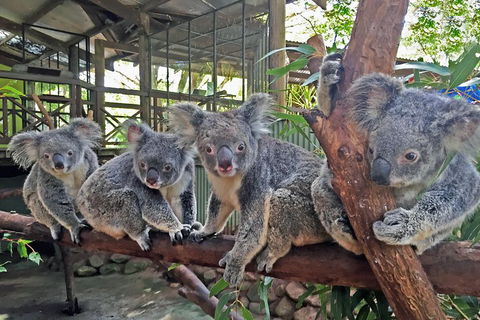 Best Of Kuranda Including Skyrail, Kuranda Scenic Railway And Rainforestation - Accommodation Brunswick Heads 4