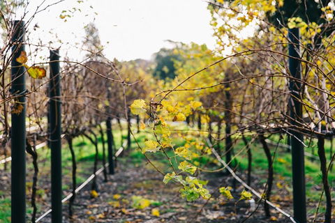 Australian Wine Discovery Tour Ticket - Accommodation Brunswick Heads 4