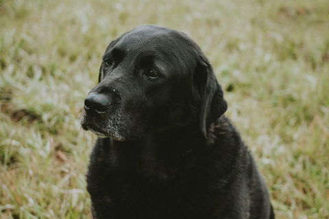 Daylesford Wine Tours: Wine, Cider, Gin, Vodka, Port, Food & Sights Tours! - Accommodation Brunswick Heads 4