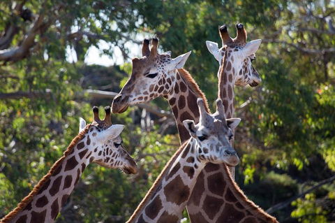 Werribee Open Range Zoo General Admission Ticket - Accommodation Brunswick Heads 0