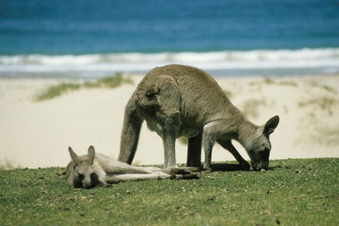 Great Ocean Road Highlights Tour - 2 Days, 1 Night - Accommodation Brunswick Heads 2