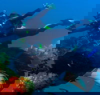 Scuba Dive the S.S. Yongala Wreck on the Great Barrier Reef. - Accommodation Brunswick Heads